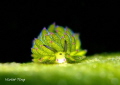   this sheep nudi 0.4cm. Photo taken Lembeh. Manado. Indonesia.Using NikonD610. 60mm. SMC. Dual SeaSeaYSD1 04cm 4cm Lembeh Manado Indonesia. Indonesia NikonD610 60mm SMC  